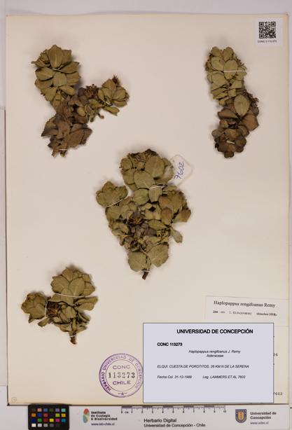 Haplopappus rengifoanus [Espécimen: UDEC:CONC:0113273]
