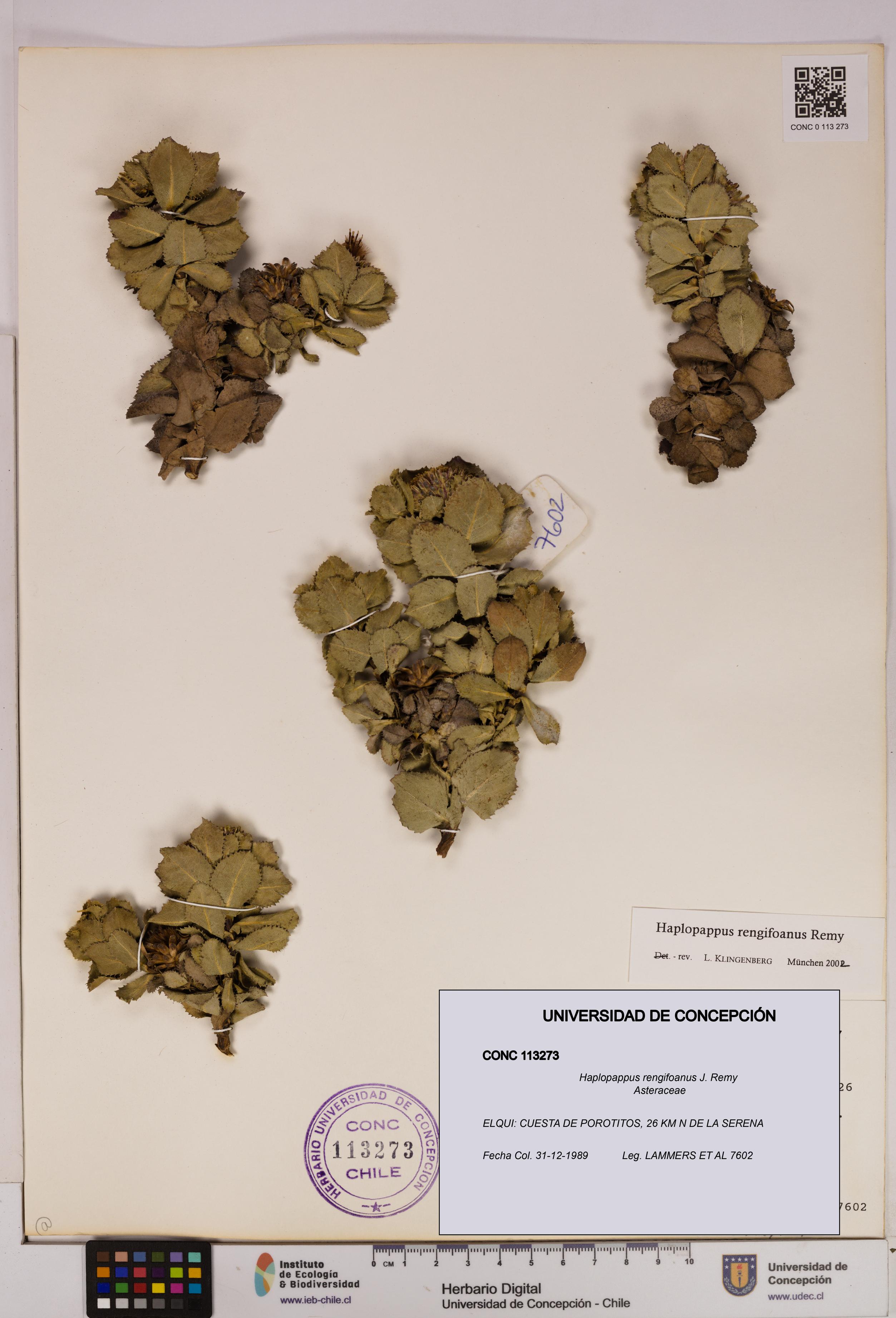 Haplopappus rengifoanus [Espécimen: UDEC:CONC:0113273]