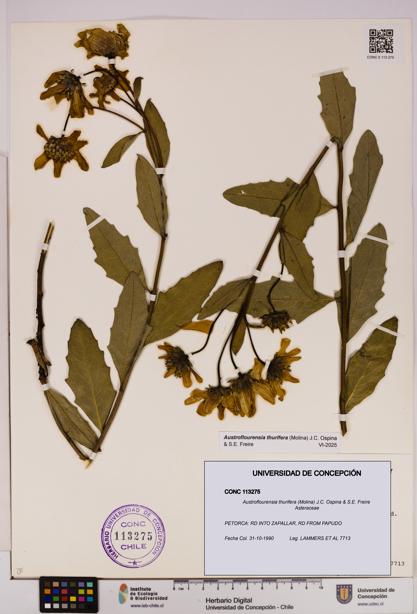 Austroflourensia thurifera [Espécimen: UDEC:CONC:0113275]