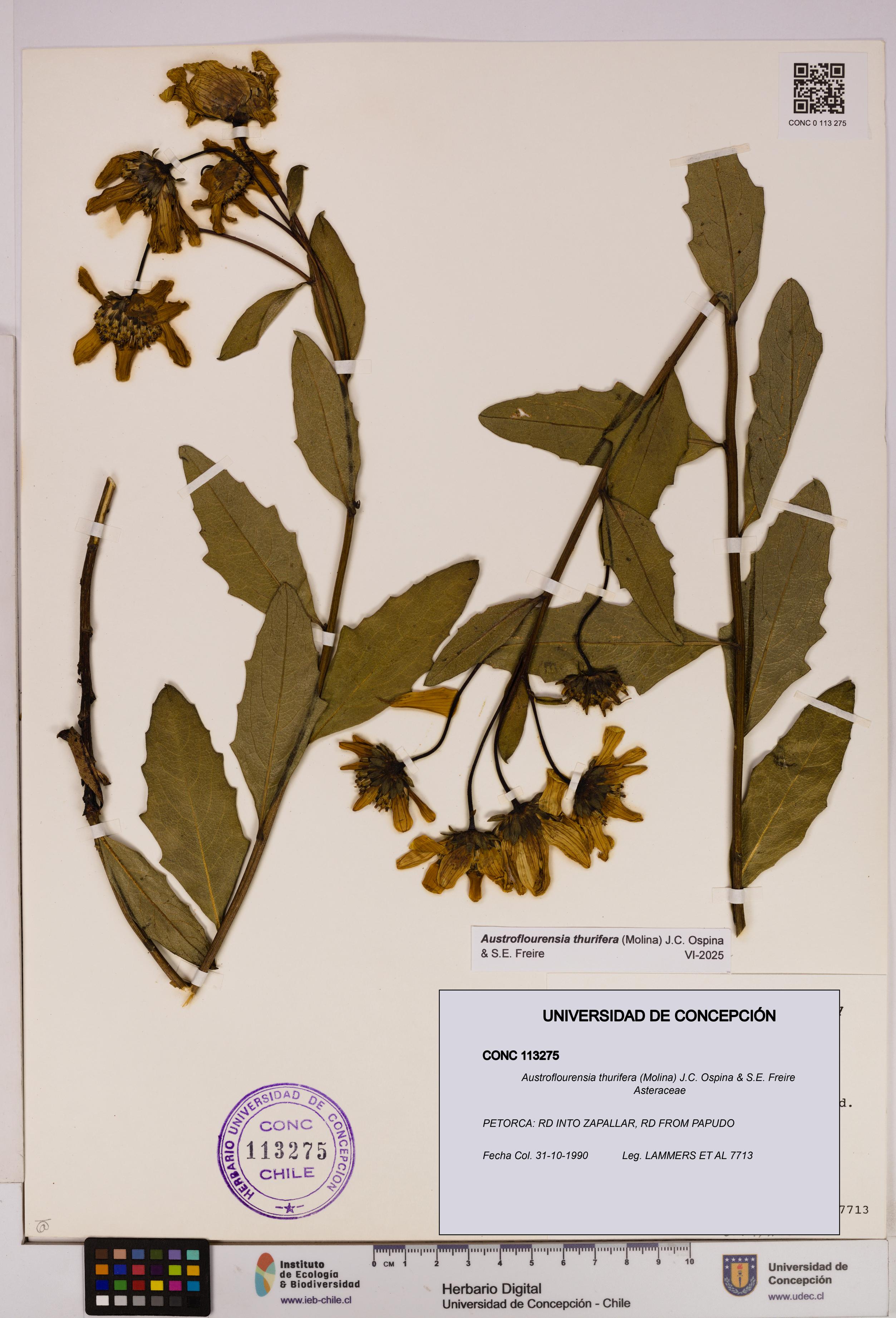 Austroflourensia thurifera [Espécimen: UDEC:CONC:0113275]