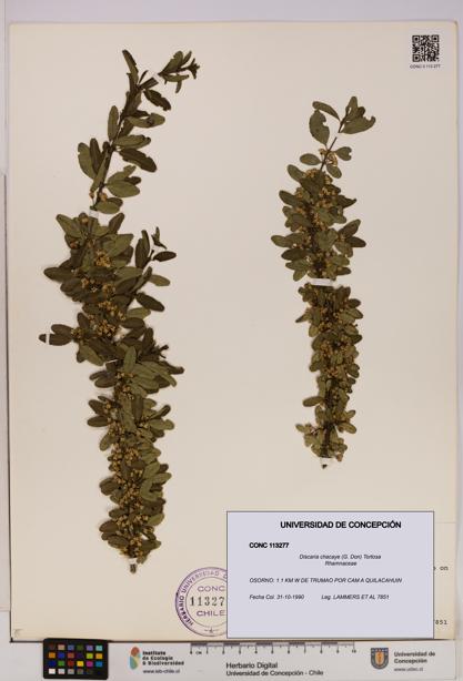 Discaria chacaye [Espécimen: UDEC:CONC:0113277]