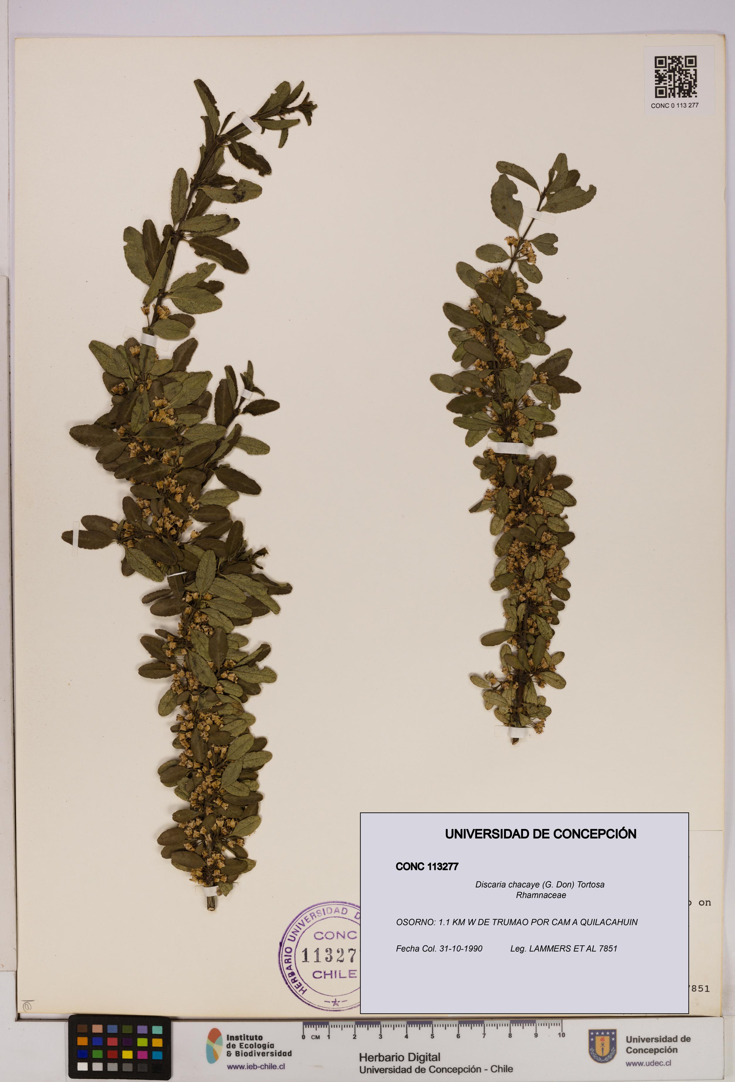 Discaria chacaye [Espécimen: UDEC:CONC:0113277]