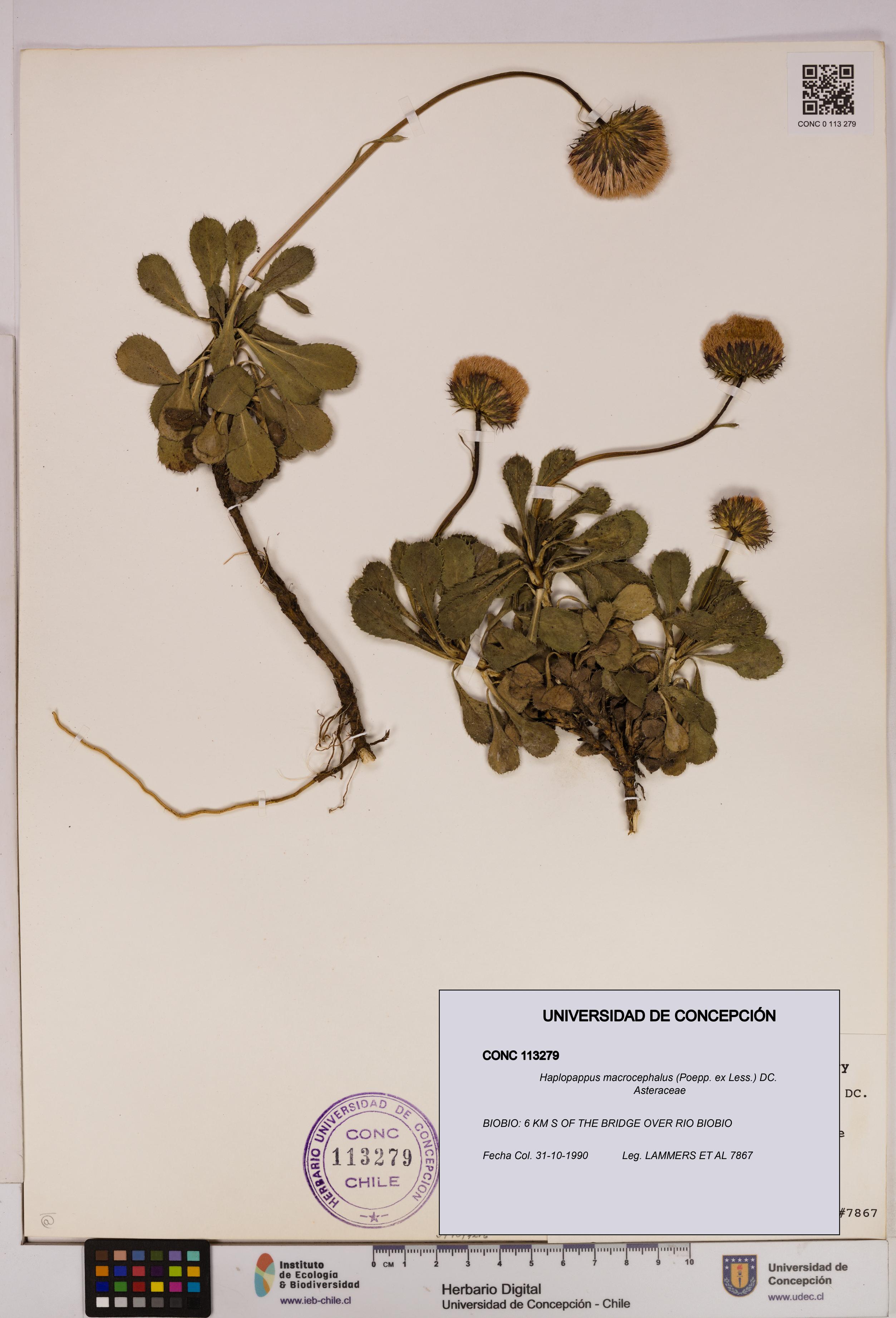 Haplopappus macrocephalus [Espécimen: UDEC:CONC:0113279]