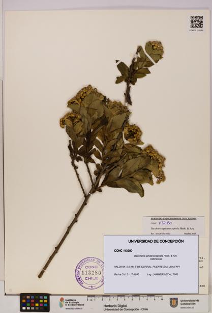 Baccharis sphaerocephala [Espécimen: UDEC:CONC:0113280]