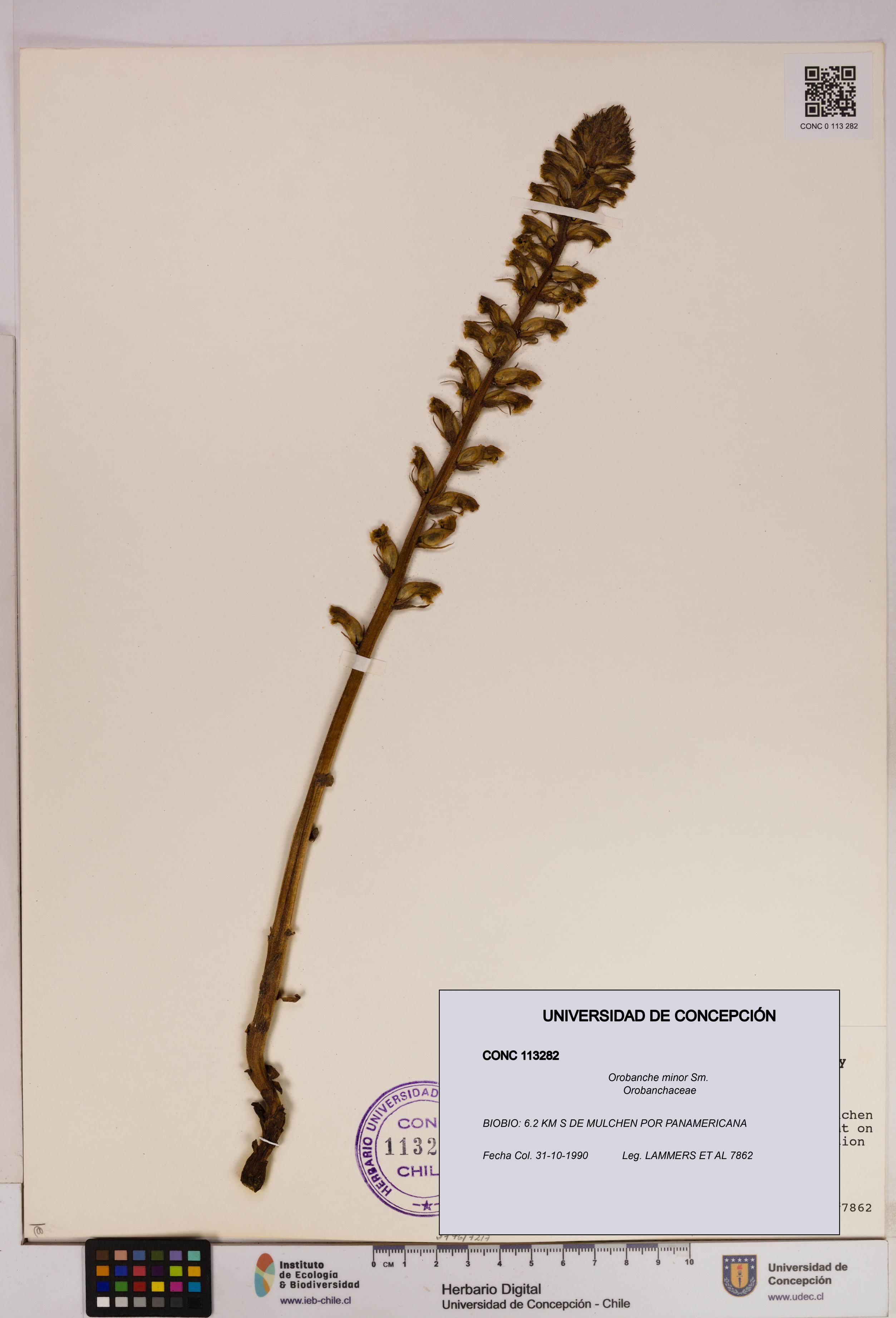 Orobanche minor [Espécimen: UDEC:CONC:0113282]