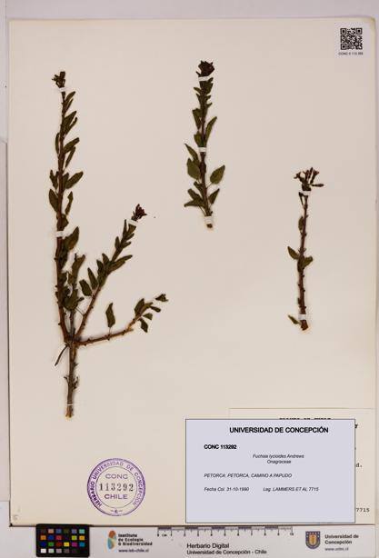 Fuchsia lycioides [Espécimen: UDEC:CONC:0113292]