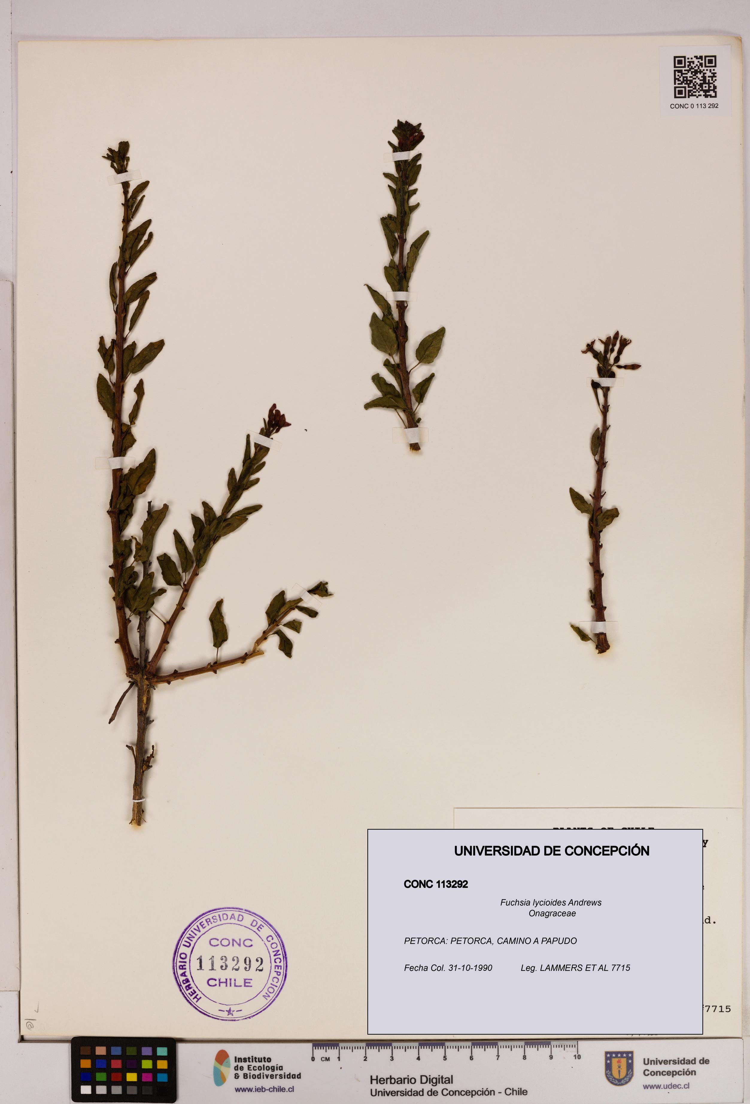 Fuchsia lycioides [Espécimen: UDEC:CONC:0113292]