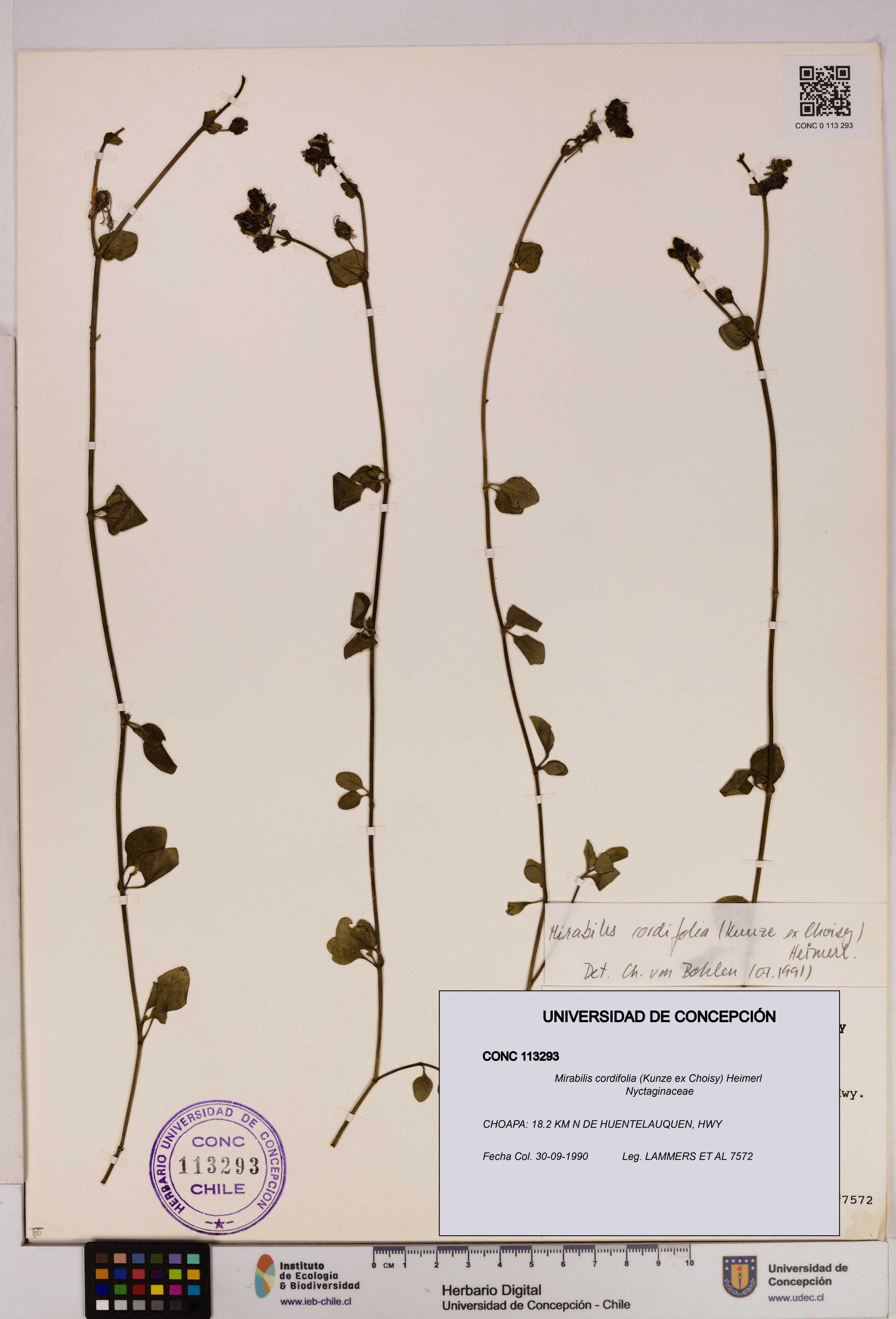 Mirabilis cordifolia [Espécimen: UDEC:CONC:0113293]