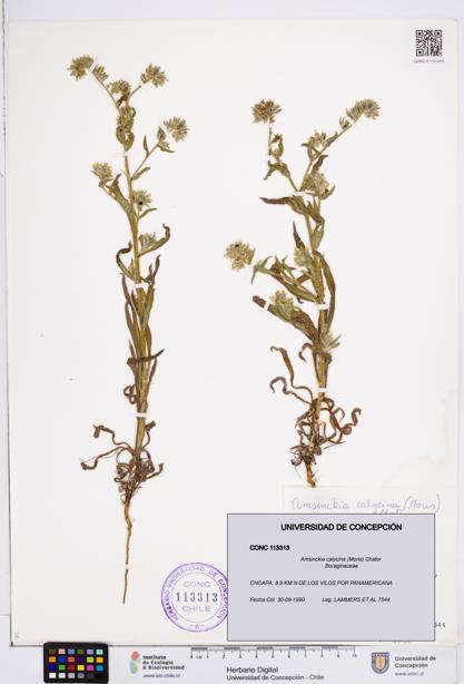 Amsinckia calycina [Espécimen: ]