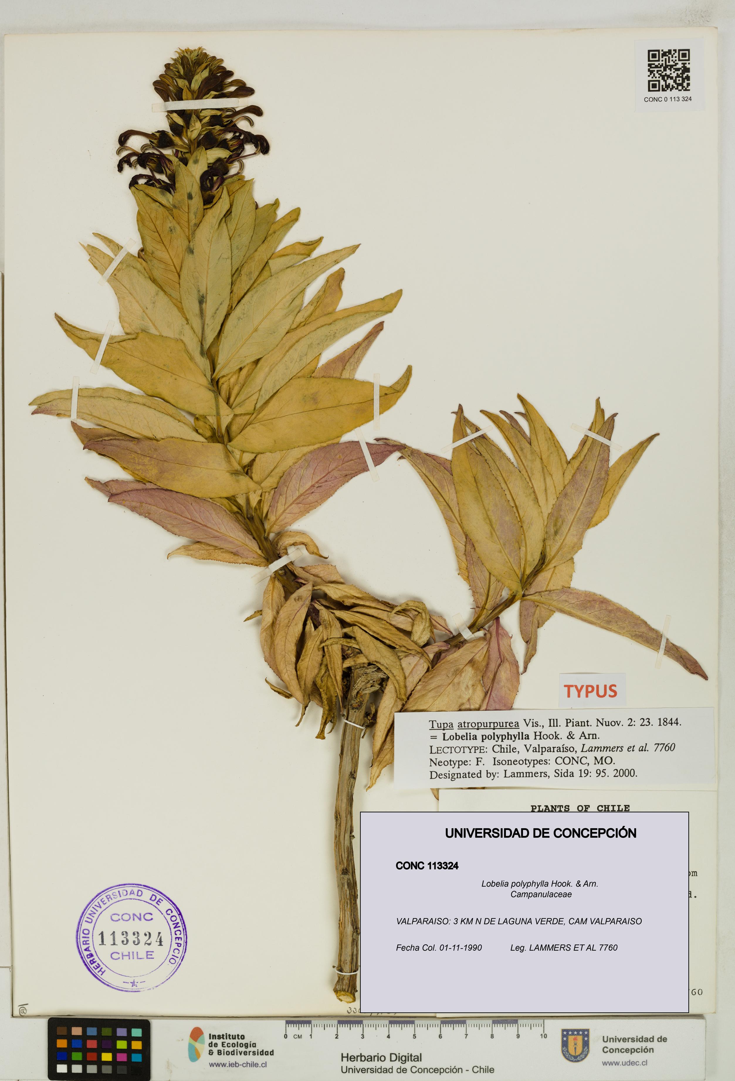 Lobelia polyphylla [Espécimen: UDEC:CONC:0113324]