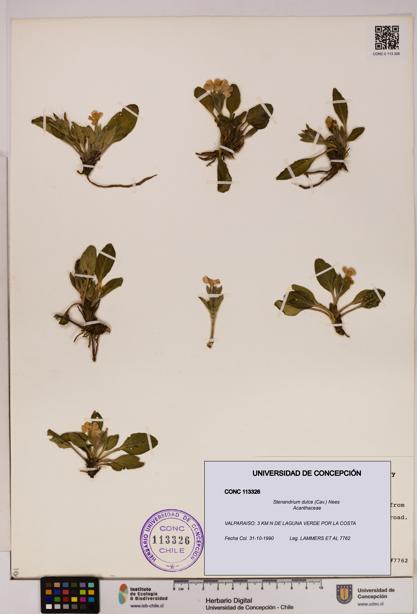 Stenandrium dulce [Espécimen: UDEC:CONC:0113326]