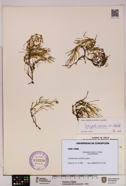 Spergularia marina [Espécimen: UDEC:CONC:0113329]