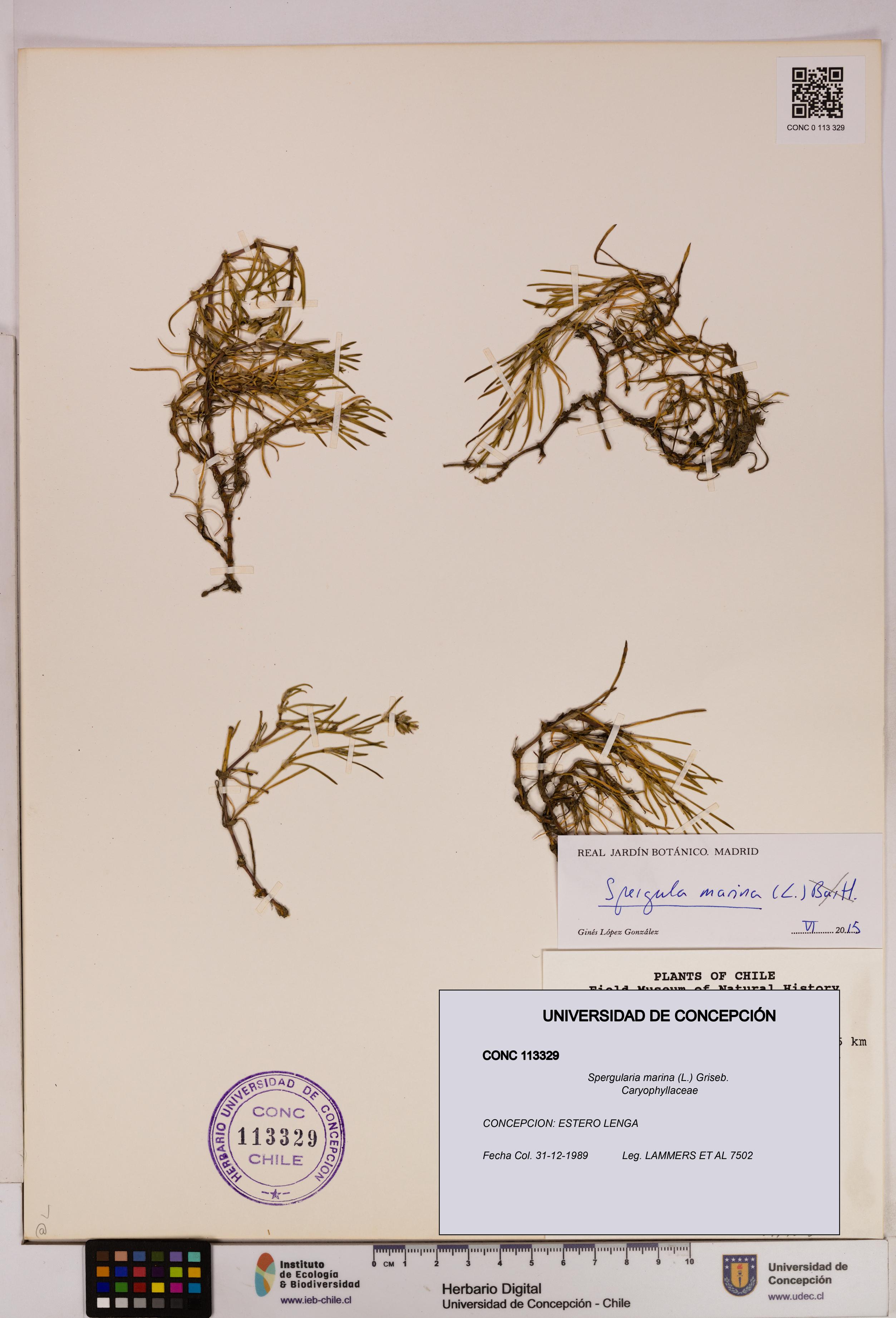 Spergularia marina [Espécimen: UDEC:CONC:0113329]