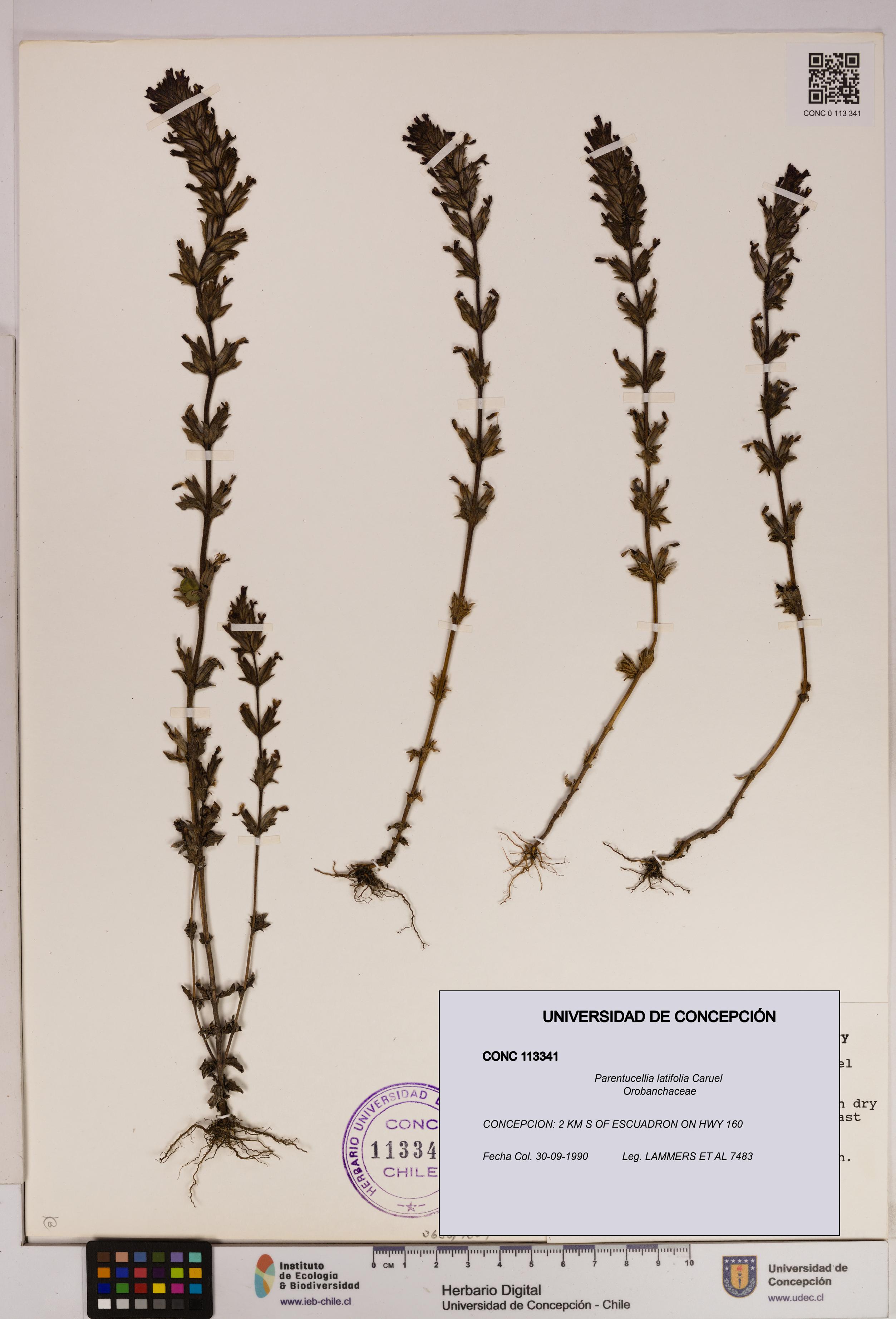 Parentucellia latifolia [Espécimen: UDEC:CONC:0113341]