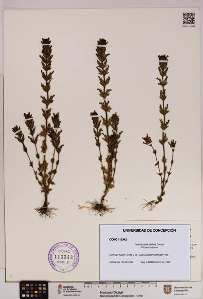 Parentucellia latifolia [Espécimen: UDEC:CONC:0113342]