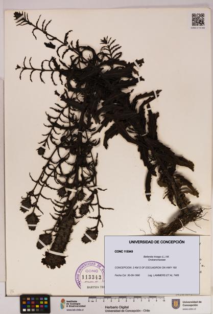 Bellardia trixago [Espécimen: UDEC:CONC:0113343]