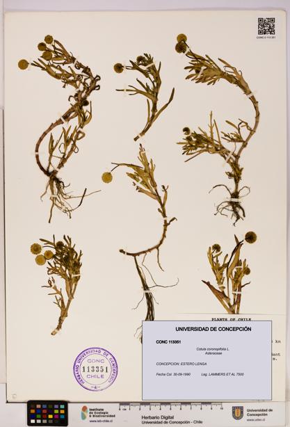 Cotula coronopifolia [Espécimen: UDEC:CONC:0113351]