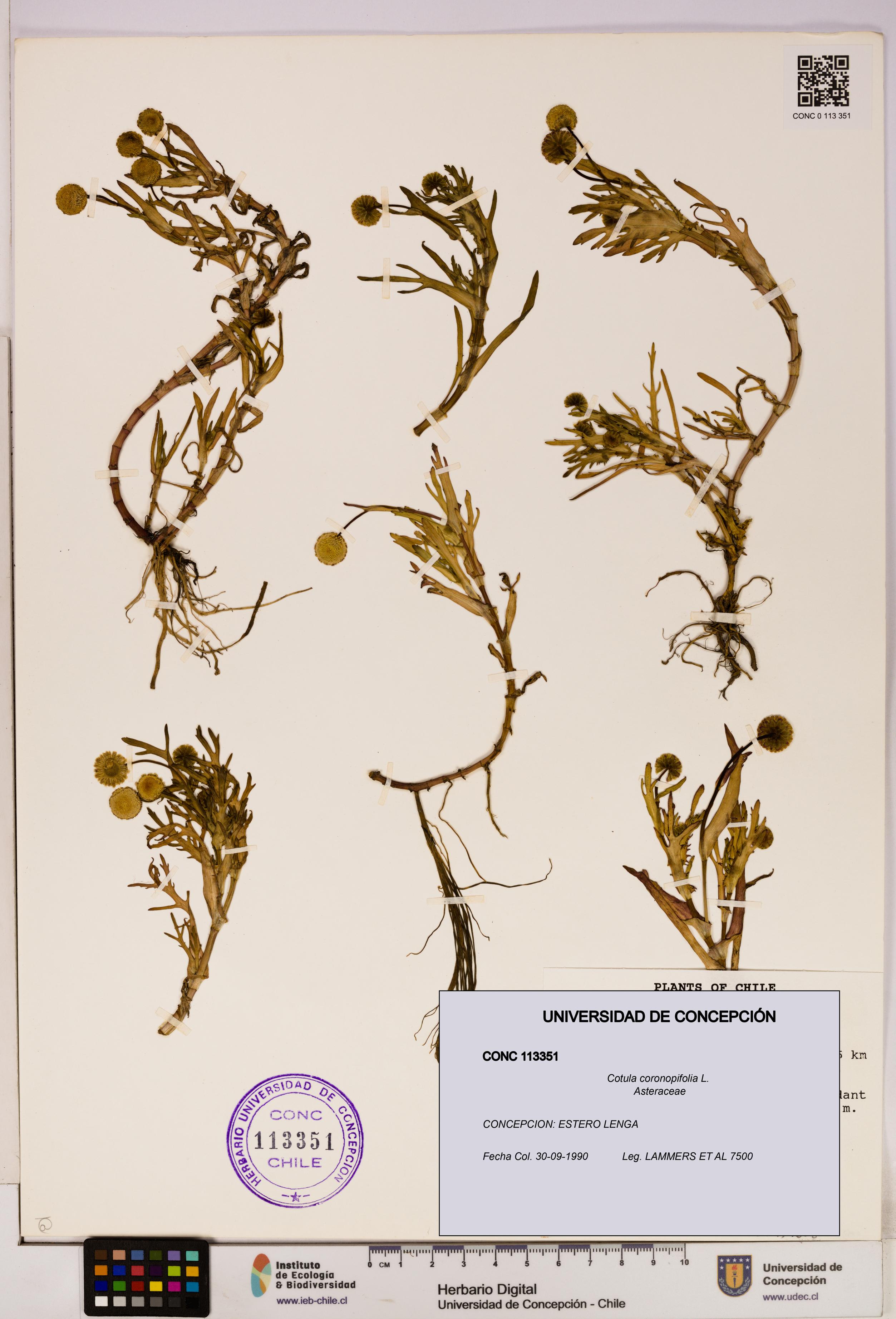 Cotula coronopifolia [Espécimen: UDEC:CONC:0113351]