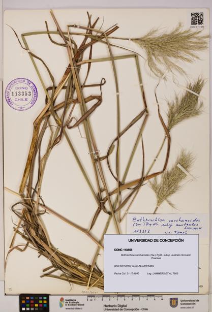 Bothriochloa saccharoides subsp. australis [Espécimen: ]