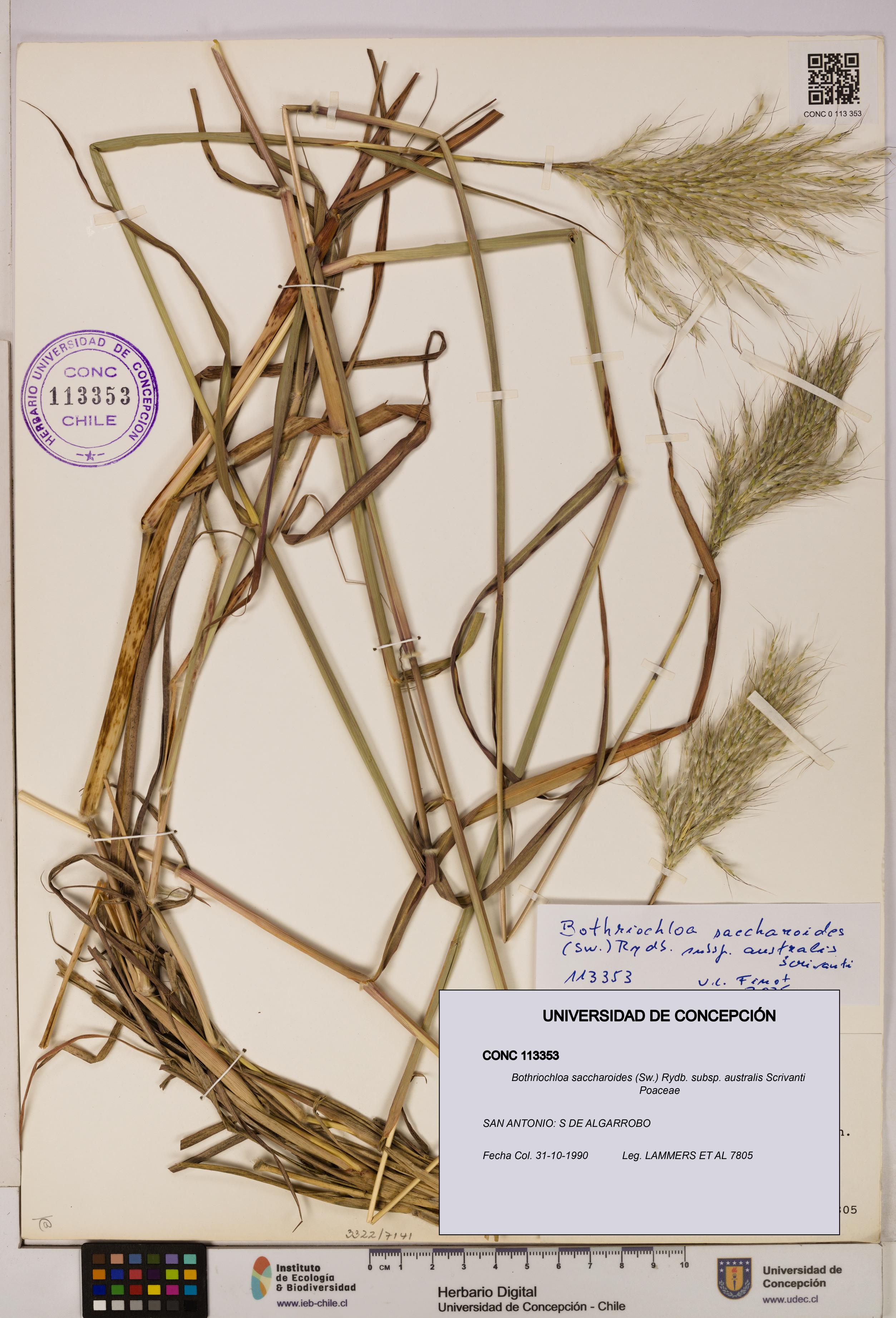 Bothriochloa saccharoides subsp. australis [Espécimen: ]