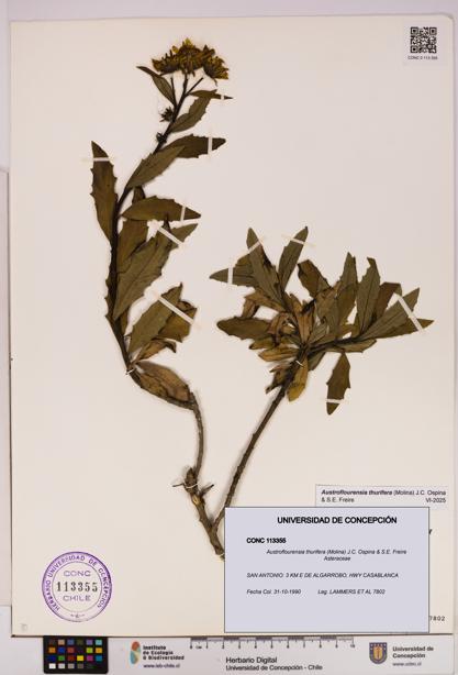 Austroflourensia thurifera [Espécimen: UDEC:CONC:0113355]