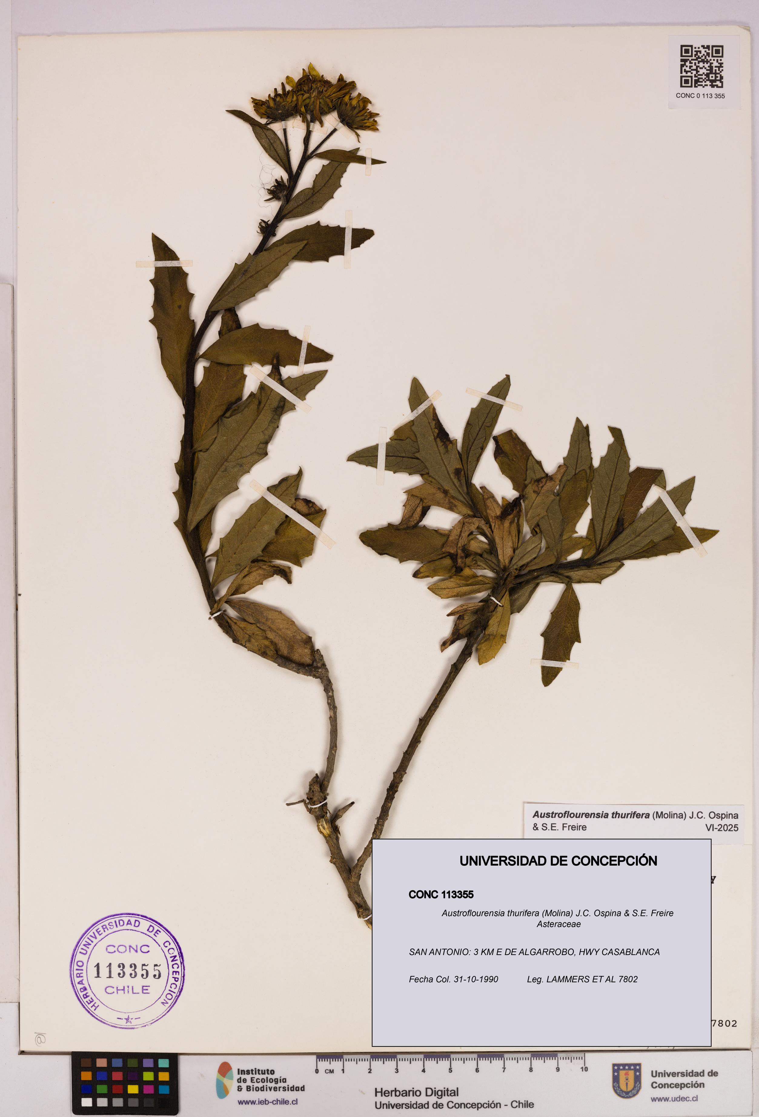 Austroflourensia thurifera [Espécimen: UDEC:CONC:0113355]