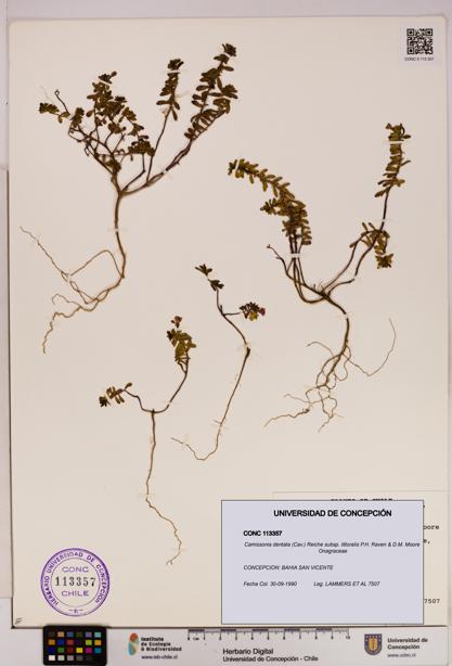 Camissonia dentata subsp. littoralis [Espécimen: UDEC:CONC:0113357]