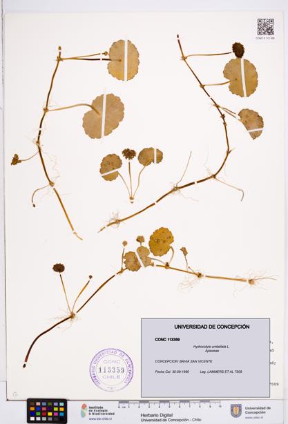 Hydrocotyle umbellata [Espécimen: ]