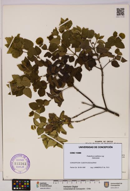 Podanthus ovatifolius [Espécimen: ]