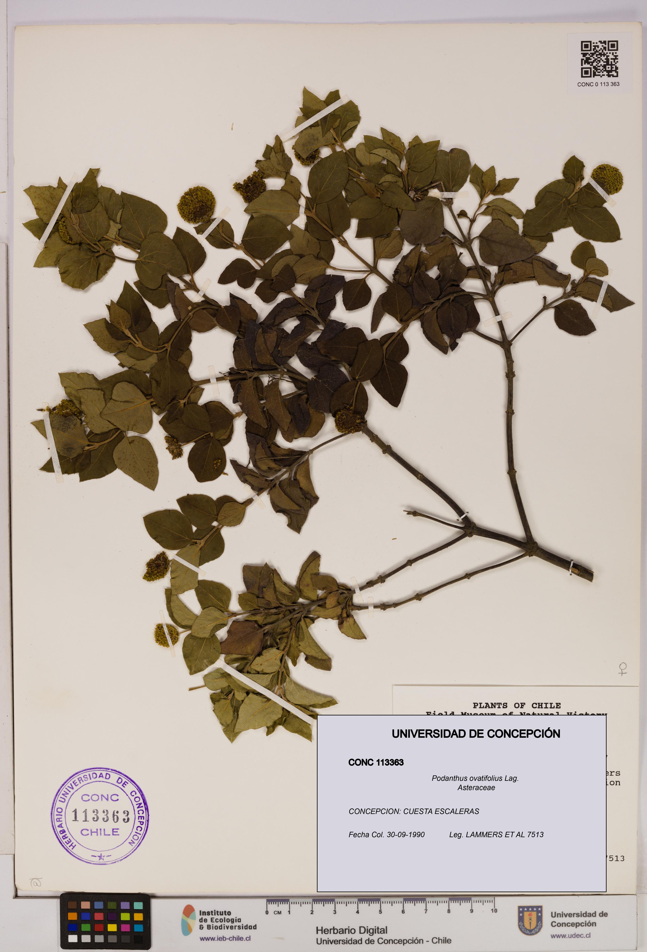 Podanthus ovatifolius [Espécimen: ]