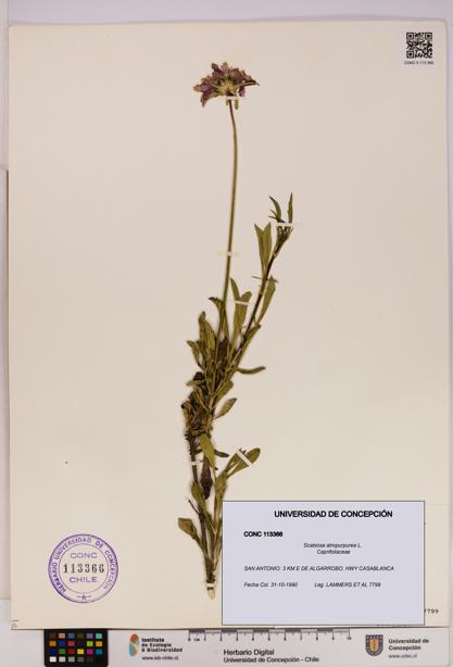 Scabiosa atropurpurea [Espécimen: UDEC:CONC:0113366]