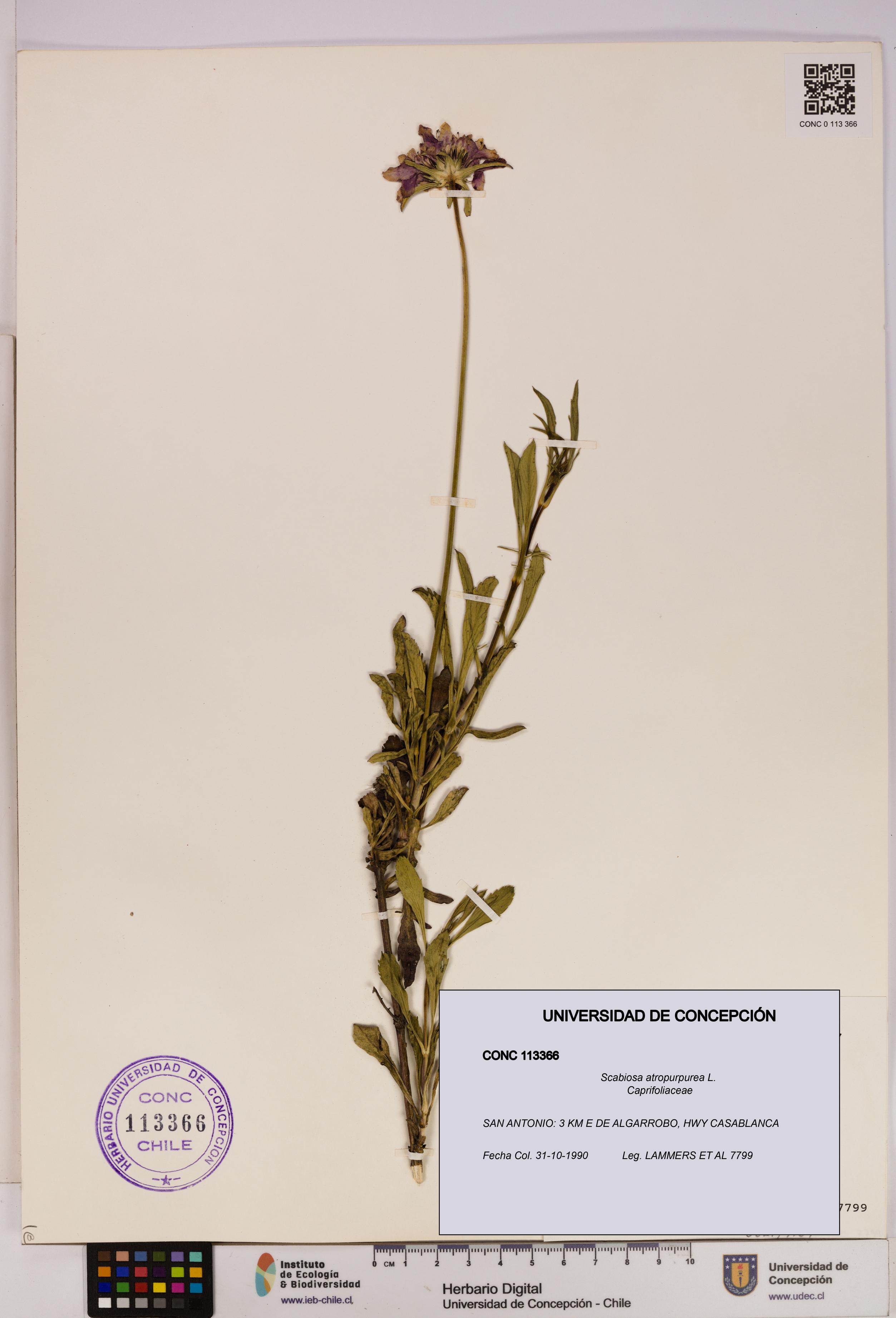 Scabiosa atropurpurea [Espécimen: UDEC:CONC:0113366]