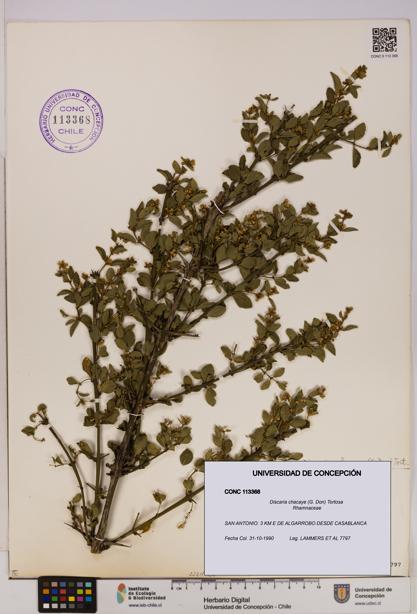 Discaria chacaye [Espécimen: UDEC:CONC:0113368]