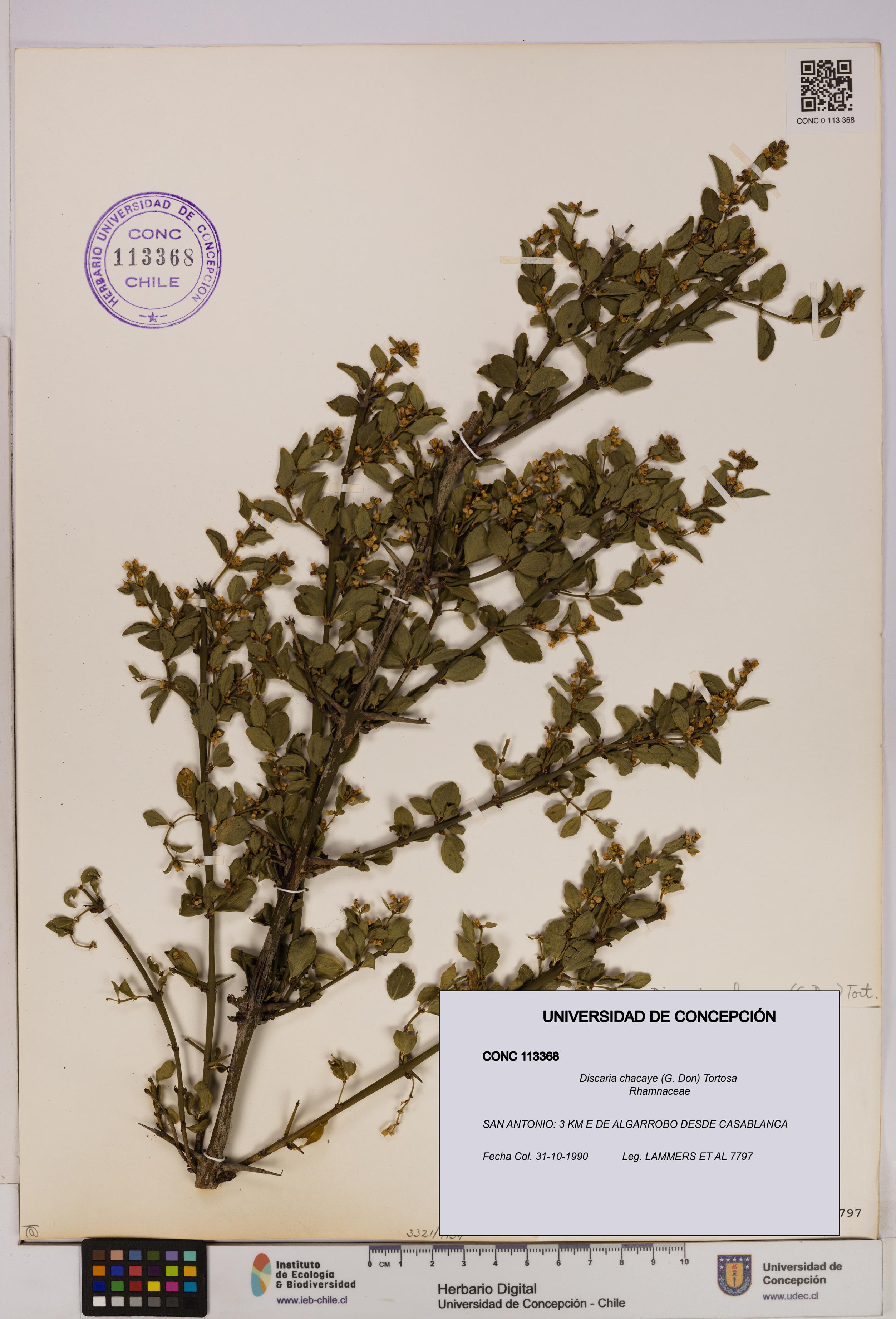 Discaria chacaye [Espécimen: UDEC:CONC:0113368]
