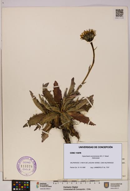 Hypochaeris scorzonerae [Espécimen: UDEC:CONC:0113378]