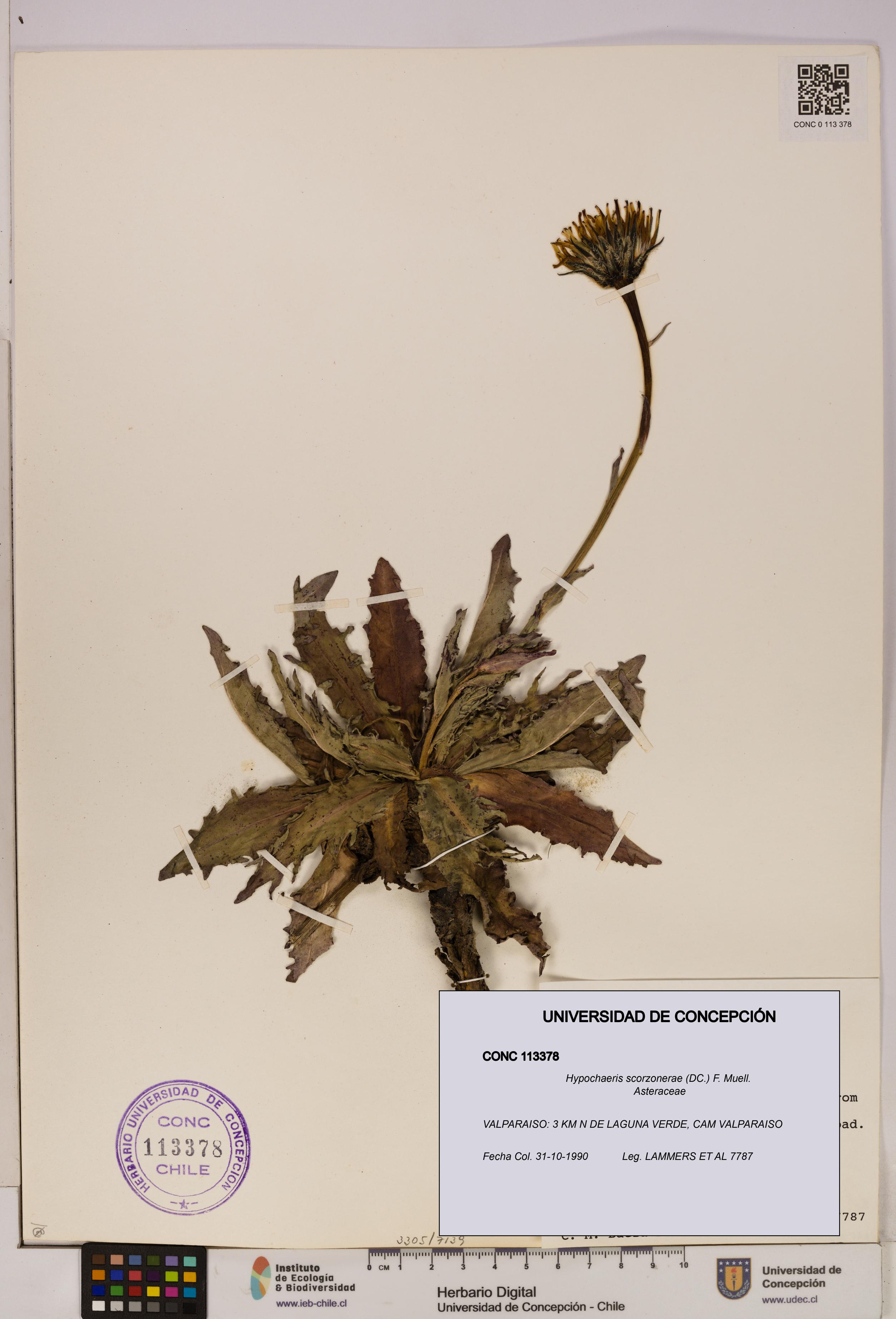 Hypochaeris scorzonerae [Espécimen: UDEC:CONC:0113378]