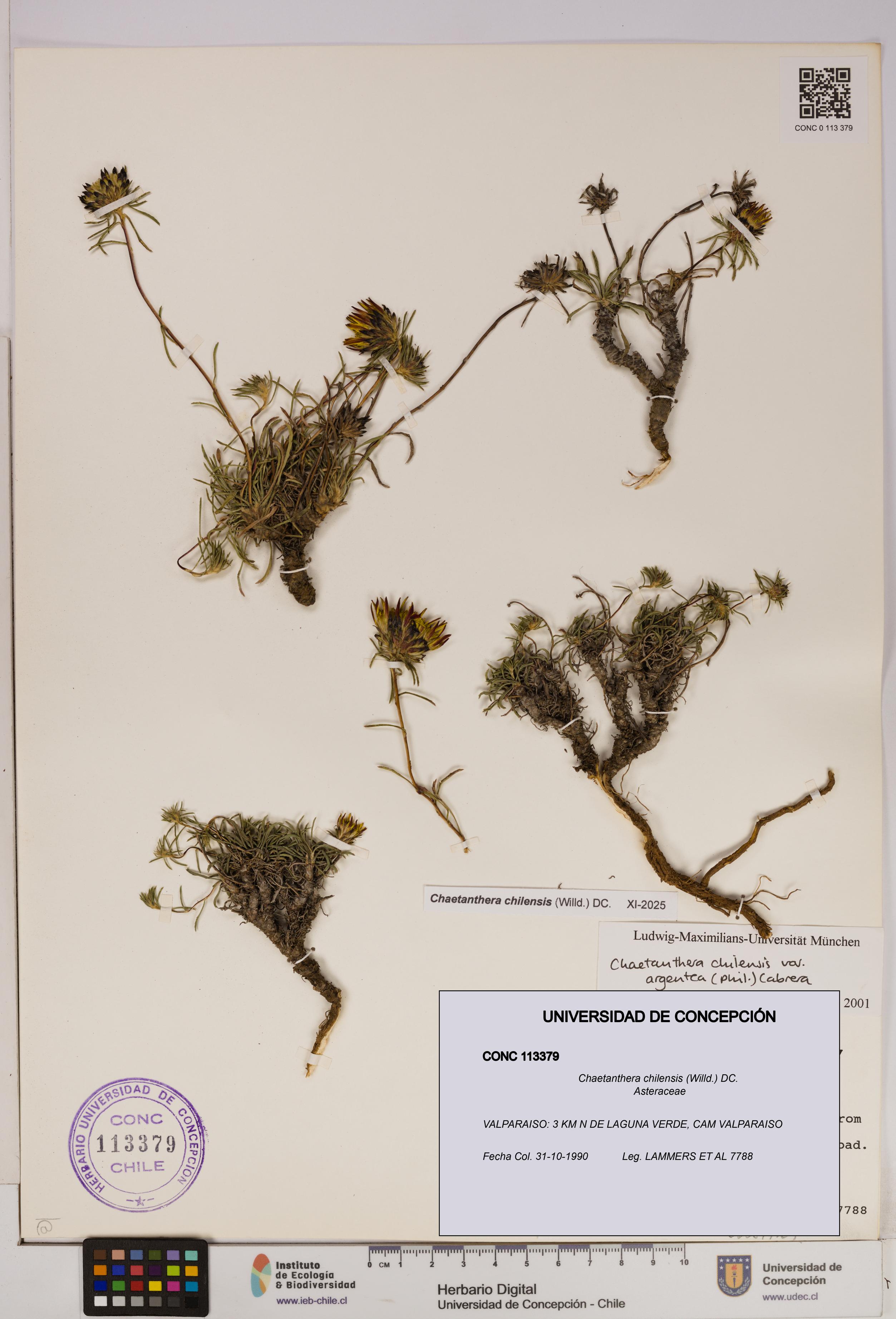 Chaetanthera chilensis [Espécimen: UDEC:CONC:0113379]