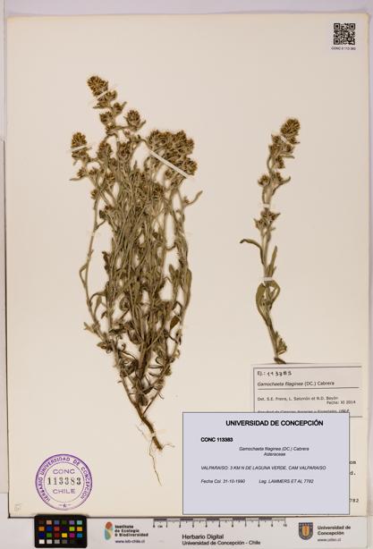 Gamochaeta filaginea [Espécimen: UDEC:CONC:0113383]