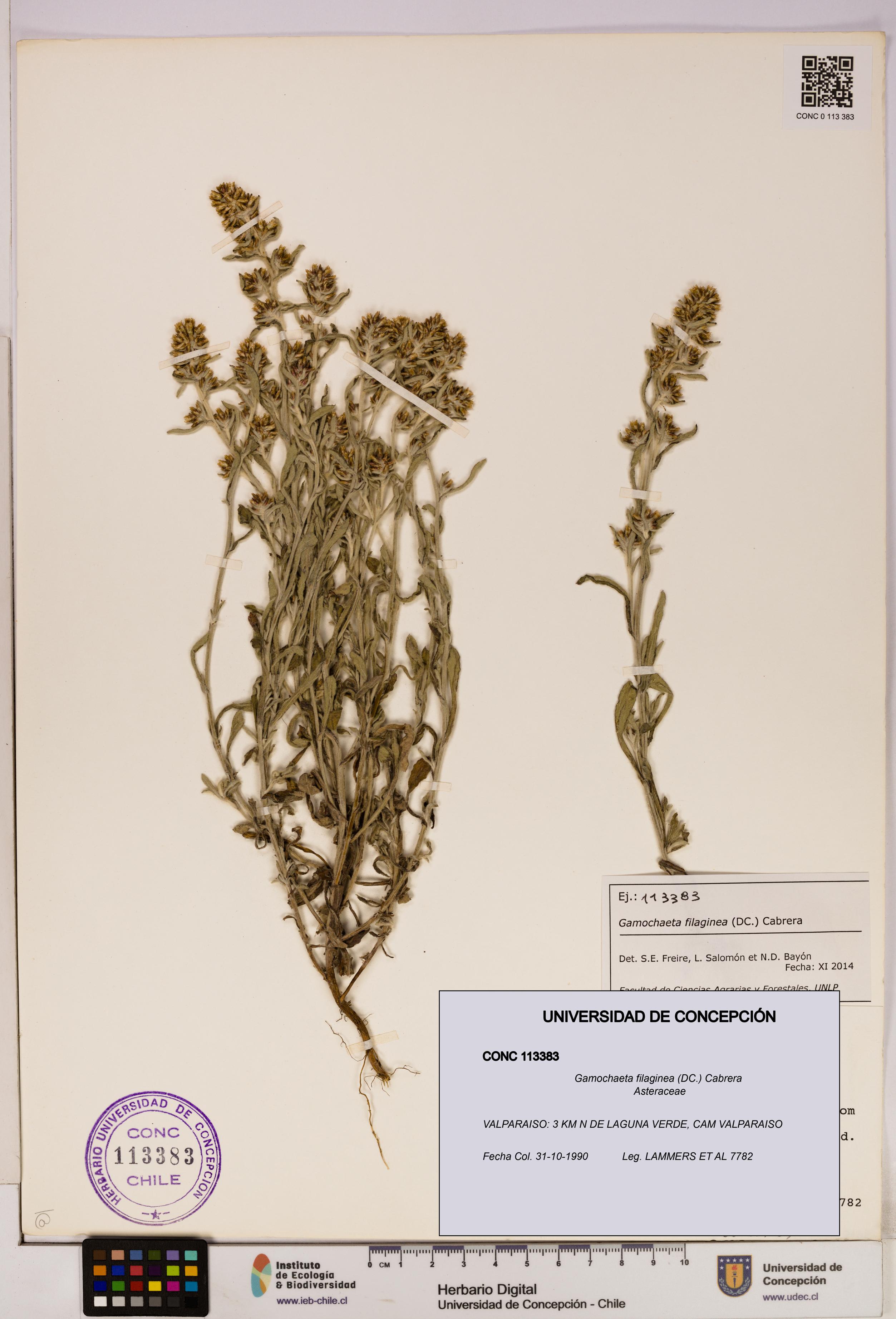 Gamochaeta filaginea [Espécimen: UDEC:CONC:0113383]