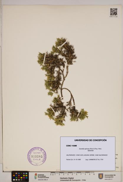 Azorella spinosa [Espécimen: ]