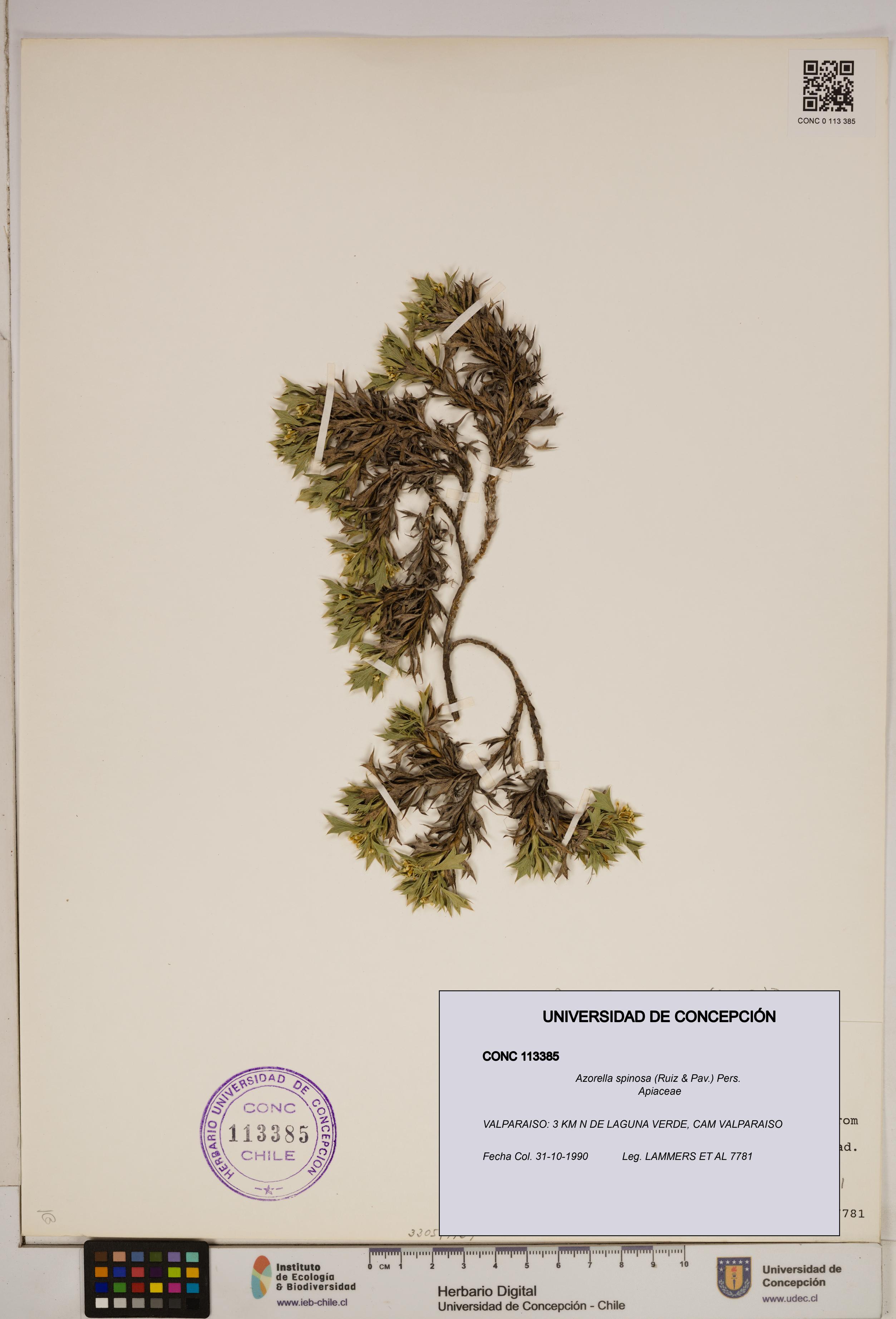 Azorella spinosa [Espécimen: ]