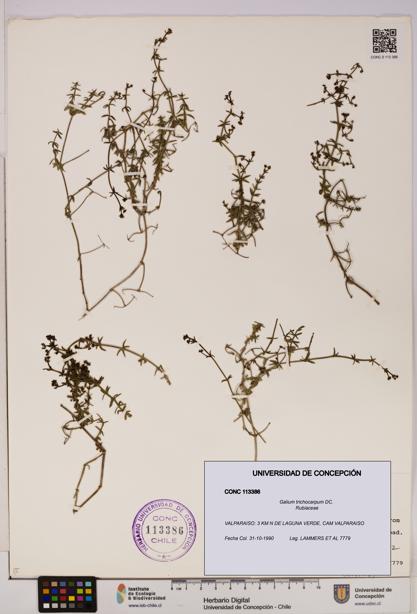 Galium trichocarpum [Espécimen: UDEC:CONC:0113386]