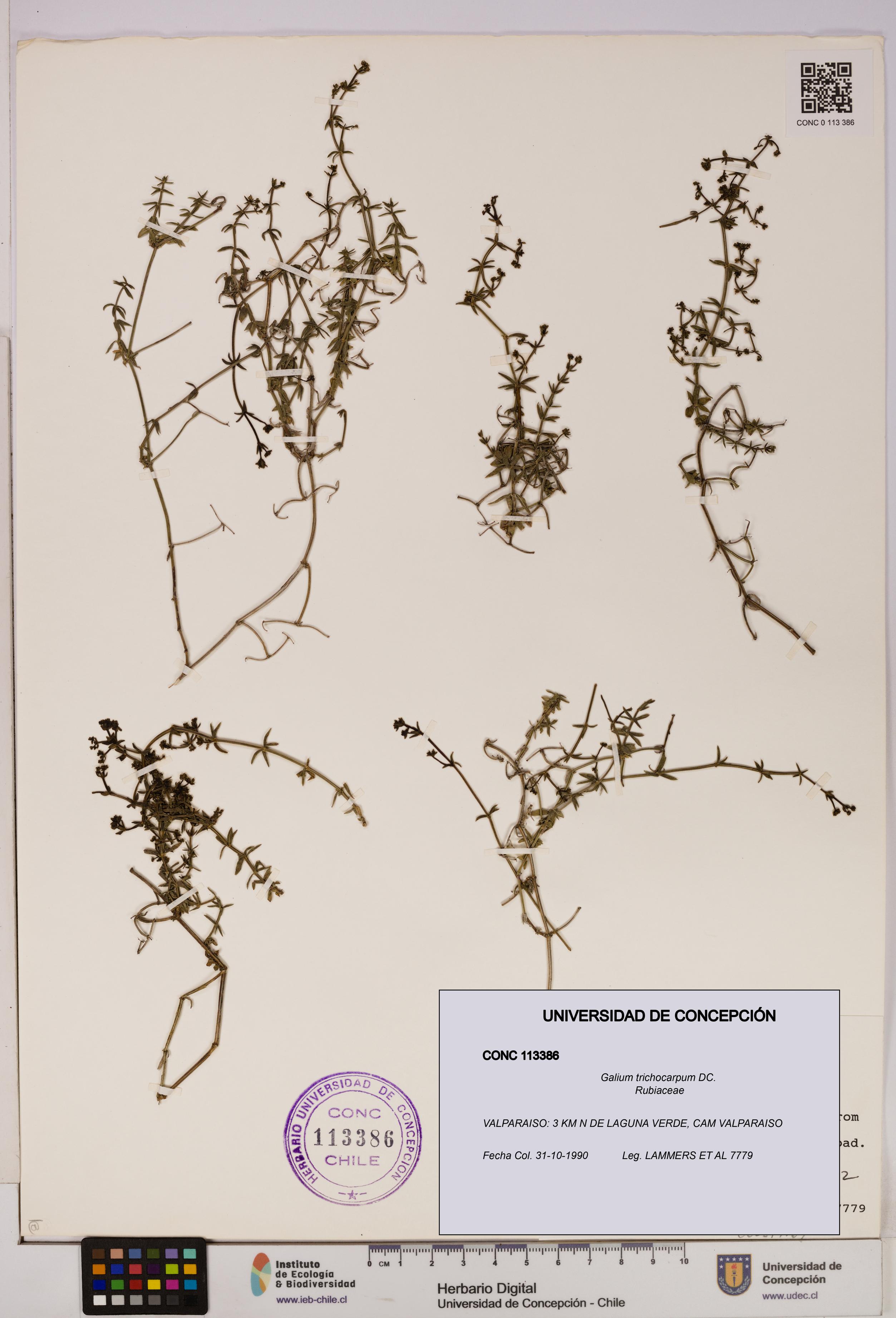 Galium trichocarpum [Espécimen: UDEC:CONC:0113386]