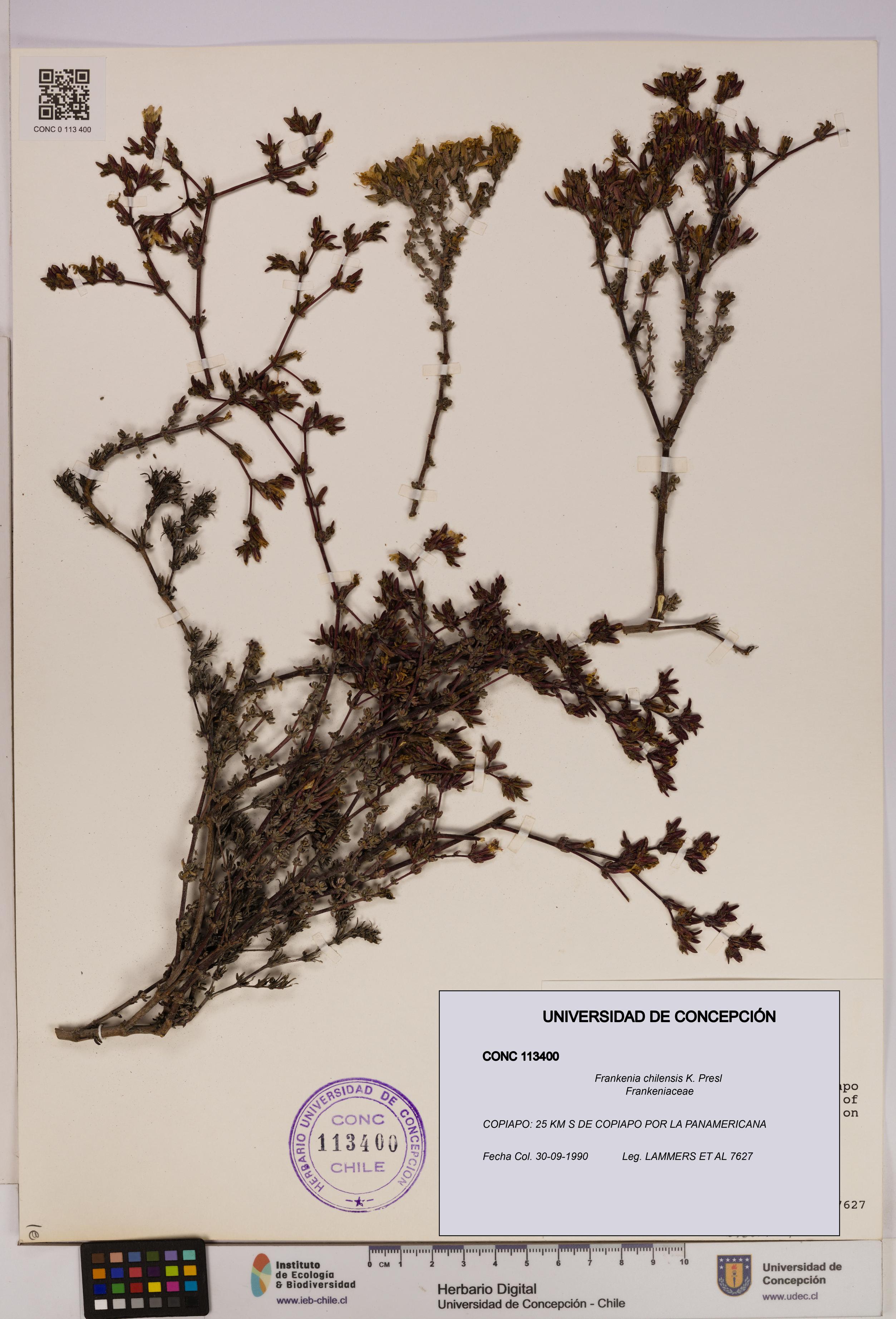 Frankenia chilensis [Espécimen: UDEC:CONC:0113400]
