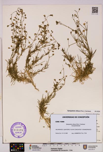 Spergularia villosa [Espécimen: UDEC:CONC:0113404]