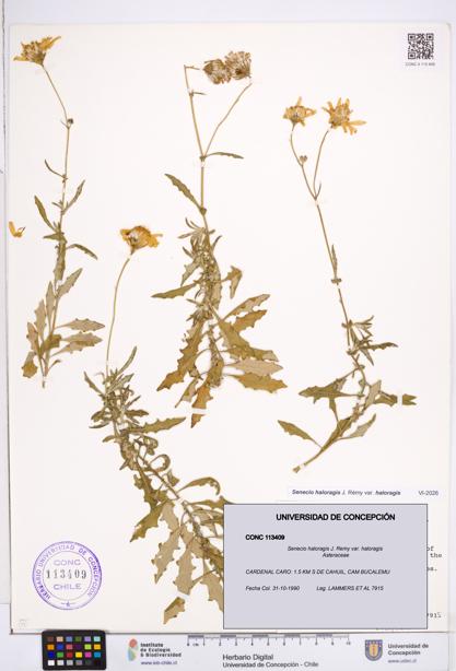 Senecio haloragis var. haloragis [Espécimen: ]