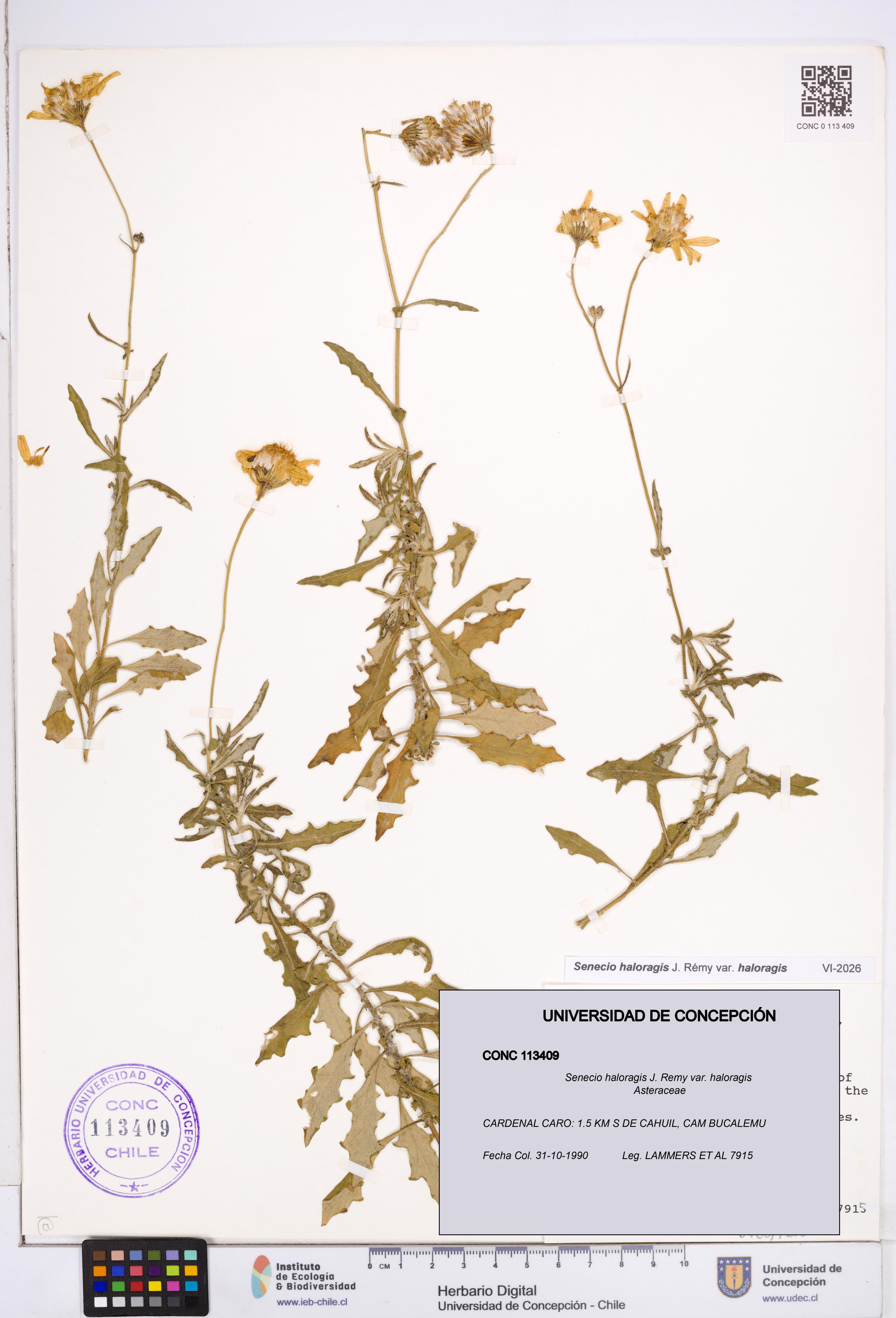 Senecio haloragis var. haloragis [Espécimen: ]