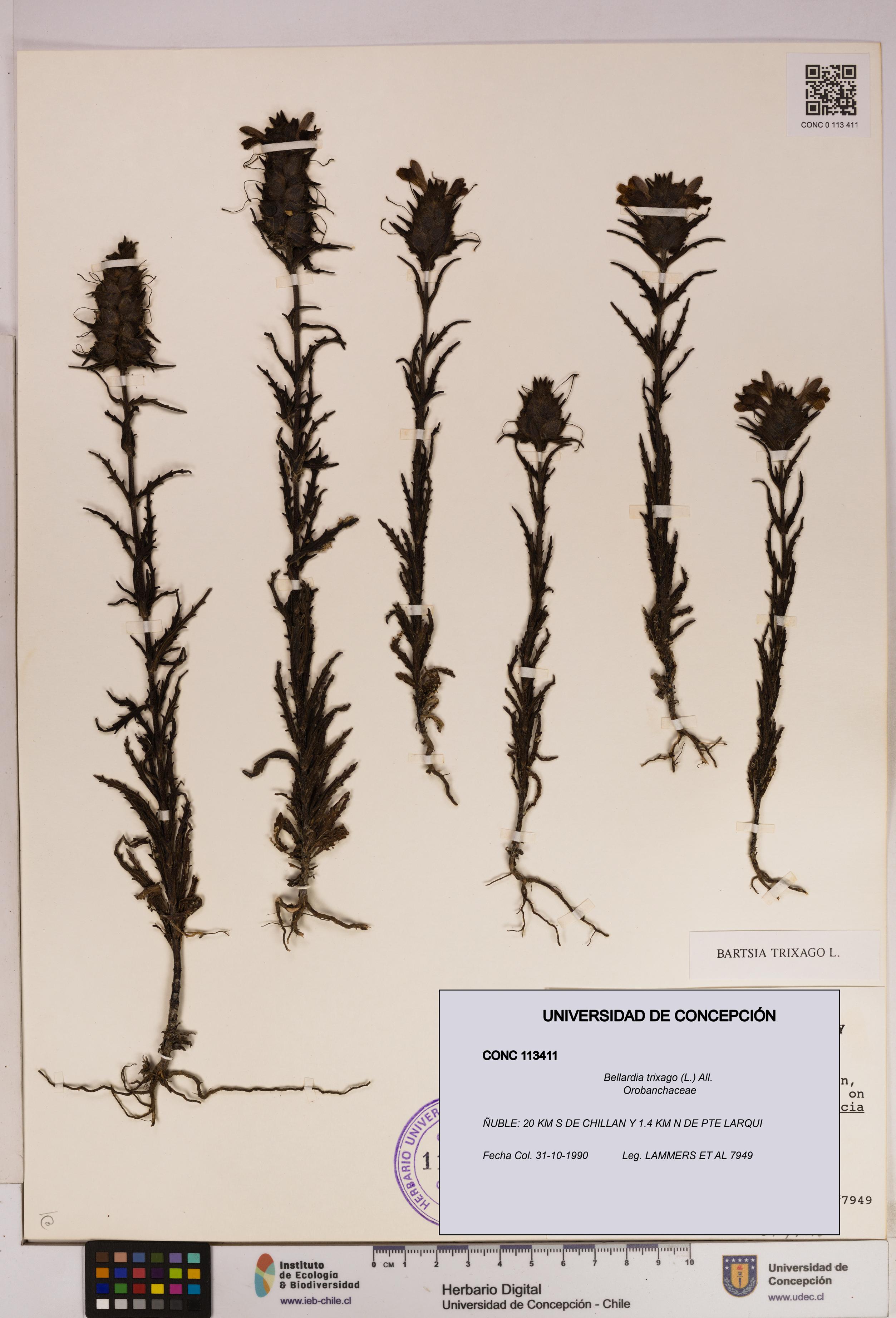 Bellardia trixago [Espécimen: UDEC:CONC:0113411]