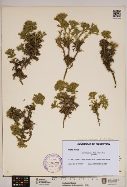 Azorella spinosa [Espécimen: ]