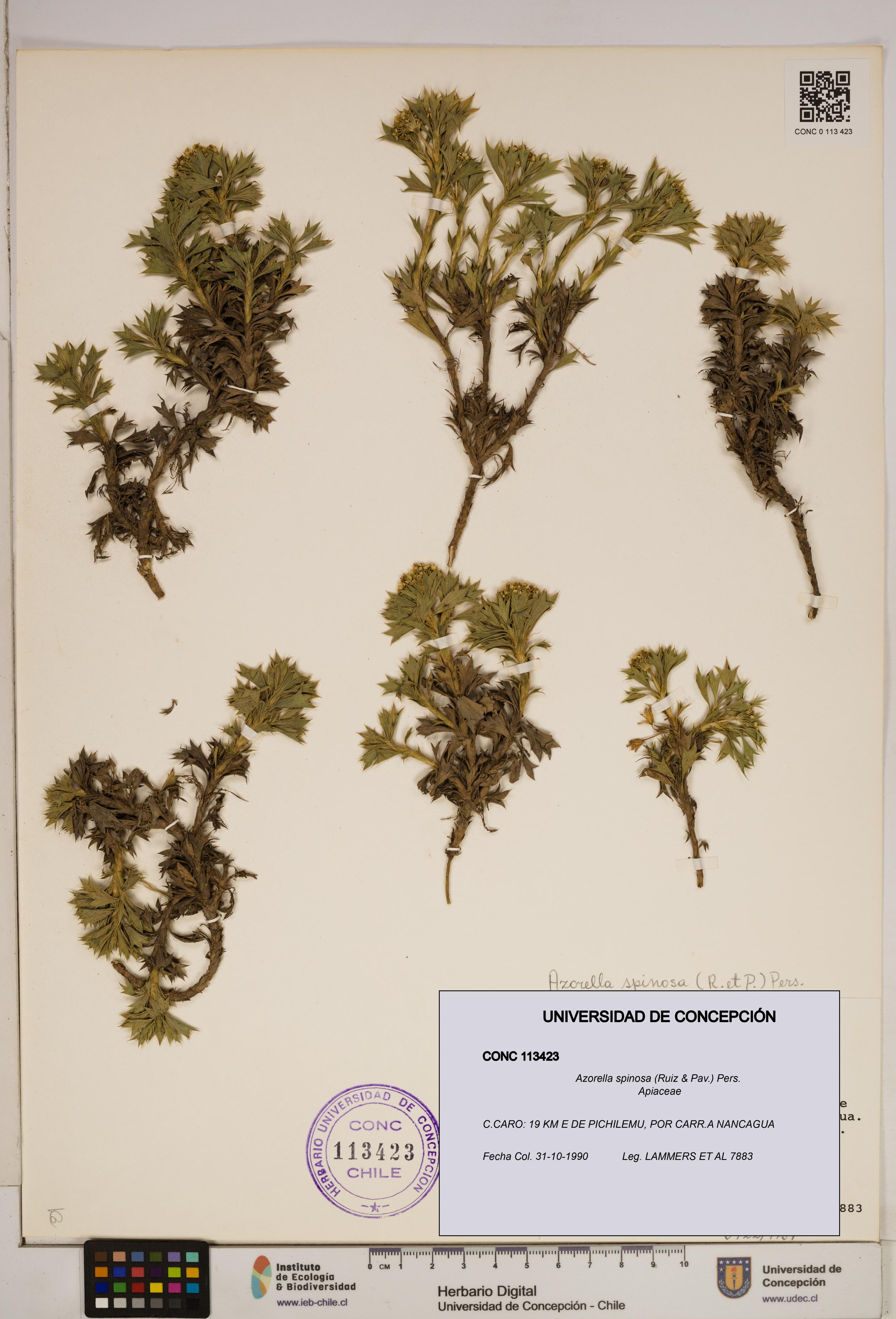 Azorella spinosa [Espécimen: ]